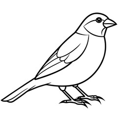 Minimalist Finch Line Art Vector