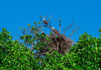 stork in the nest