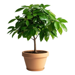 Fototapeta premium Indoor ficus tree care tips home guide comfort close-up plant growth techniques