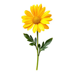 Obraz premium Vibrant yellow daisy flower in nature close-up photography bright green leaves outdoor scene