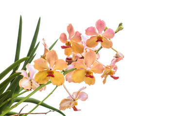 Vanda Orchid flower on white background