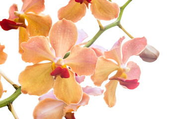 Vanda Orchid flower on white background