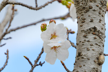 青空に映える桜の花