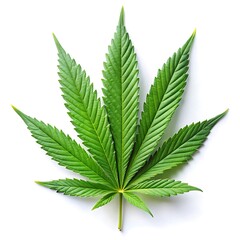 Cannabis or hemp or marijuana green fresh leaf isolated on white background