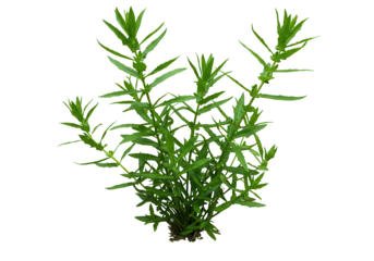 Aquatic plant cluster