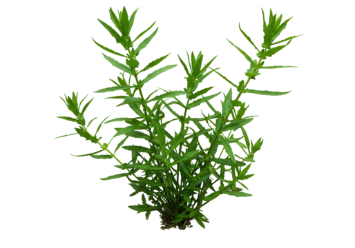 Aquatic plant cluster