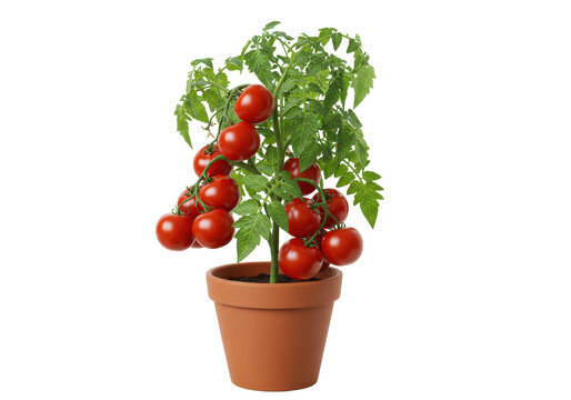 Tomato plant in terracotta pot