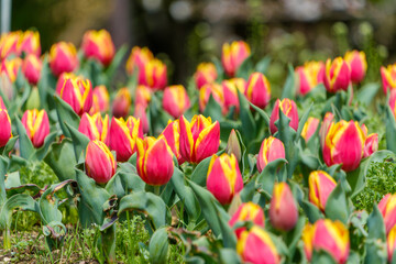 春に咲く赤と黄色のチューリップ