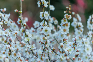 満開の白梅の花