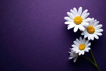 Obraz premium White daisy blooms on dark purple background with subtle texture, colorful, nature, black background