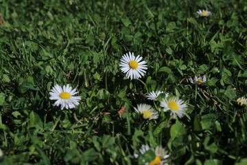 Beautiful Daisy Spring Flower Wallpaper (Bellis perennis). Garden daisies on a natural background.Flowering of daisies. Wild daisy flowers growing on meadow, white chamomiles. Oxeye daisy. floral  © TomKorcak