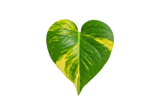 Heart-shaped vibrant leaf