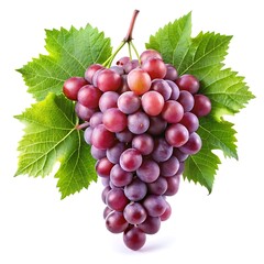 Fototapeta premium Fresh grape vine isolated on white background