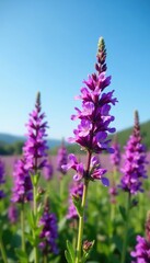 Naklejka premium Purple prairie verbena in full bloom against a blue sky, flowers, purple