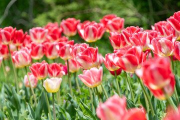 春の陽光を浴びる赤と白のチューリップ
