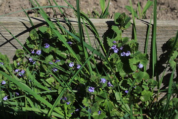 Creeping charlie (Glechoma hederacea) know as ground-ivy, gill-over-the-ground, alehoof, tunhoof, catsfoot, field balm, run-away-robin in an early spring. Beautiful floral background
