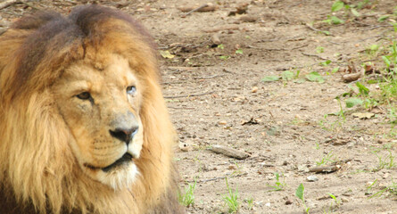 Pride’s Pillar: A Lioness in Her Domain