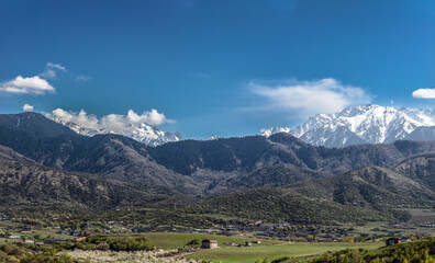 mountain landscape with cows and mountains