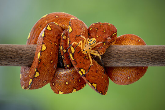 A juvenile Green Tree Python