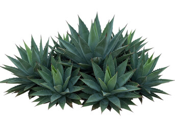 Cluster of agave plants