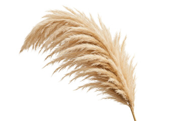 Light beige pampas grass