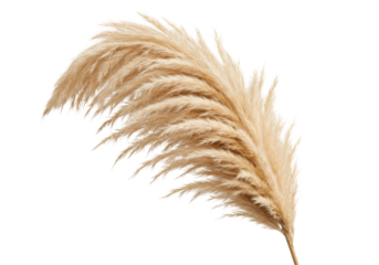 Light beige pampas grass