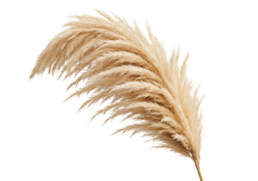 Light beige pampas grass