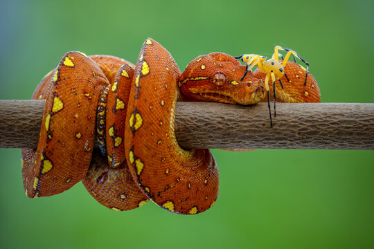 A juvenile Green Tree Python