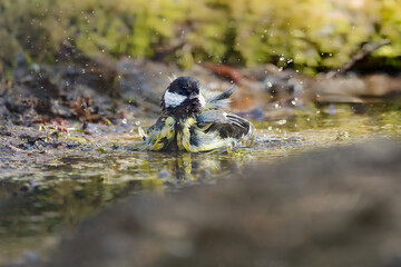Great tit bathing in woodland pool, Parus Major