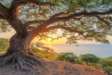 Obraz premium Majestic tree overlooking ocean at sunset