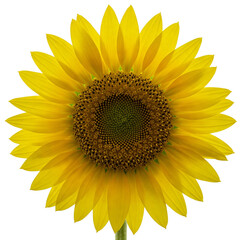 Fototapeta premium A radiant sunflower, its golden petals unfurling in vibrant summer sunlight, radiating warmth and joy against a clean white backdrop.