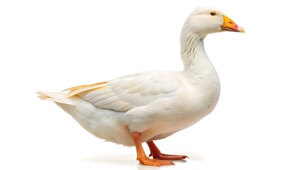Obraz premium White domestic goose isolated on white background