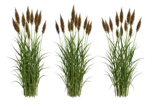 Three clumps of decorative grass
