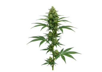 Cannabis plant in bloom