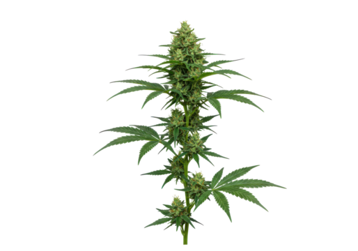 Cannabis plant in bloom
