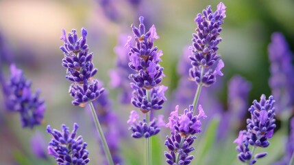 Obraz premium Lavender flowers bloom in garden, sunlight, nature background; aromatherapy, relaxation