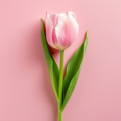 tulips on a pink background.