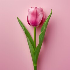 tulips on a pink background.