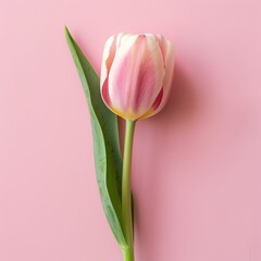 tulips on a pink background.
