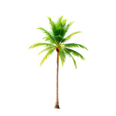 Obraz premium palm tree isolated on transparent background