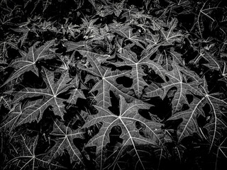 High contrast black and white photo of star-shaped leaves with striking veins and natural texture.