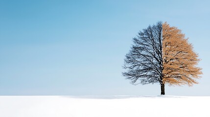Half Winter Half Summer Tree in Snowy Field