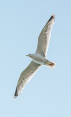 Möwe
