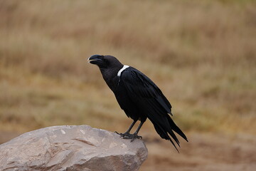 White-necked raven in African Ngorongoro Conservation Area in Crater Highlands in TANZANIA
