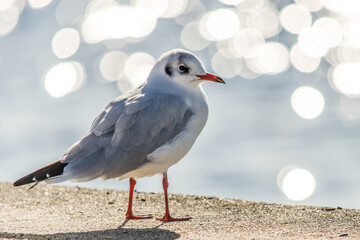 Möwe