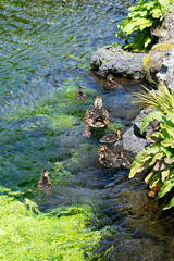 春の富士山本宮浅間大社　湧玉池の鴨の親子
