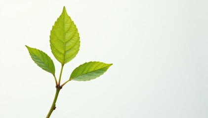 Obraz premium Single, delicate sapling, isolated against pure white , simple, background