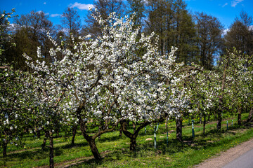 Flowering trees in an orchard. Sweet Cherry, Prunus avium.
