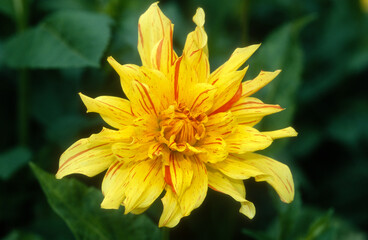 Dahlia décoratif 'Aurea'