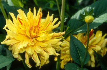 Dahlia décoratif 'Aurea'